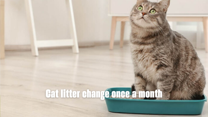 Cat litter change once a month