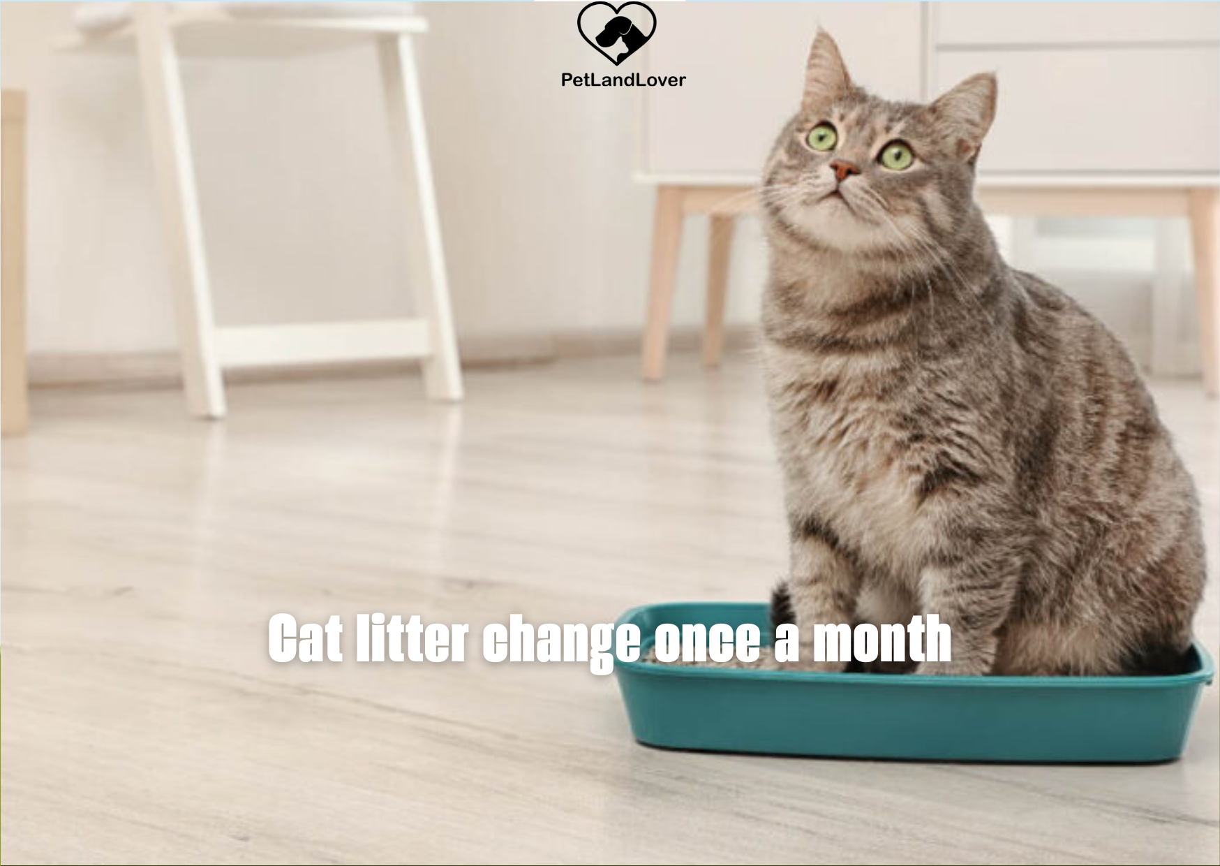 Cat litter change once a month