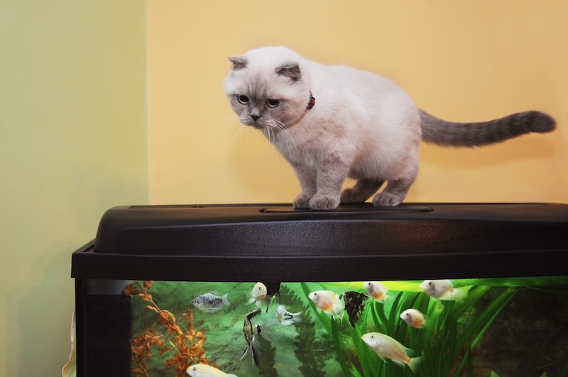 cat friendly fish tank