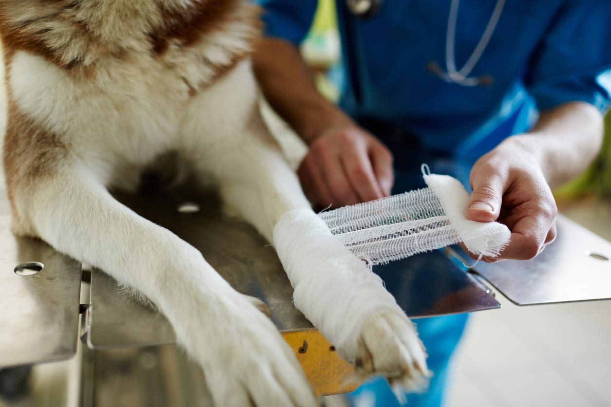 Common Paw Pad Conditions in Dogs