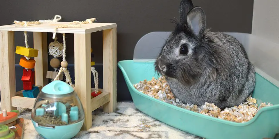 Litter Box Training For Rabbits