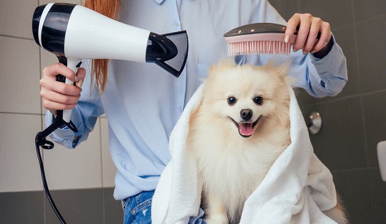 Dry dog ​​and cat hair with a specialized dryer