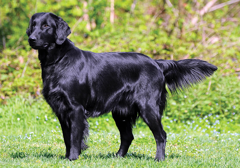 mini goldendoodle flat coat