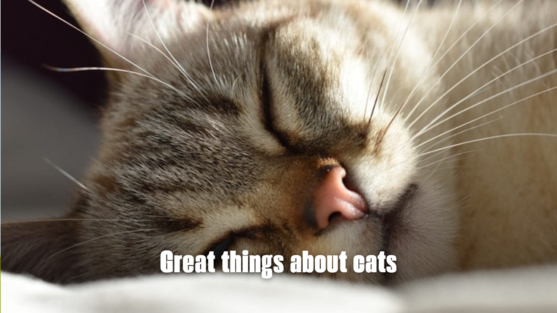 Great things about cats