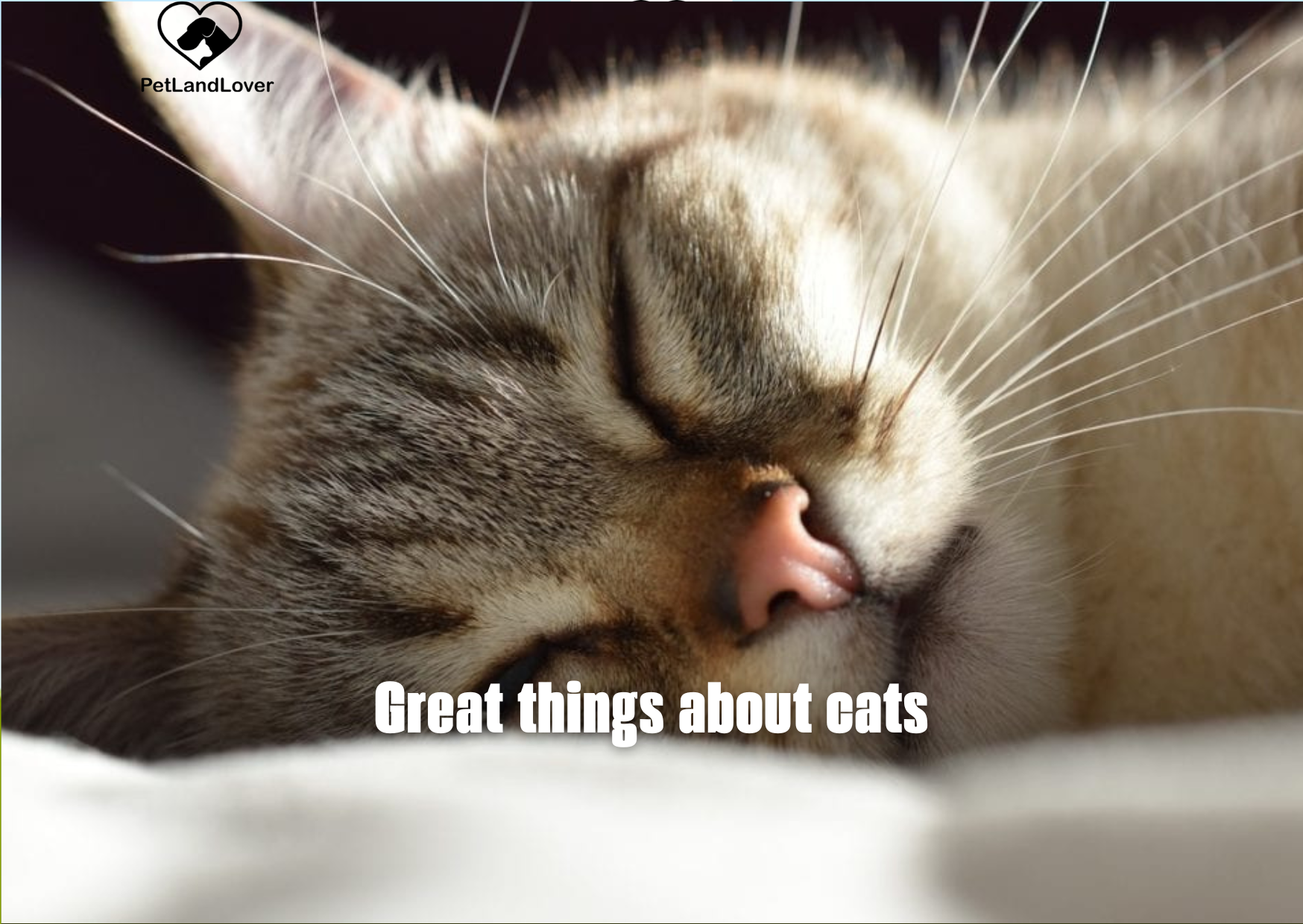 Great things about cats