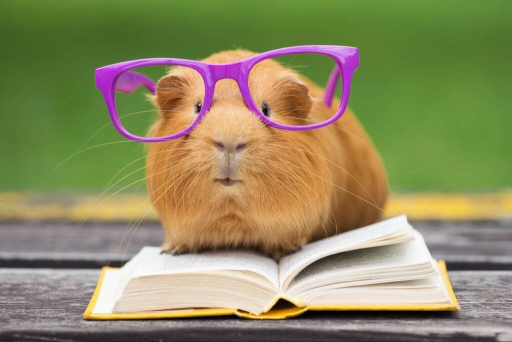 Guinea Pigs Are Intelligent and Trainable