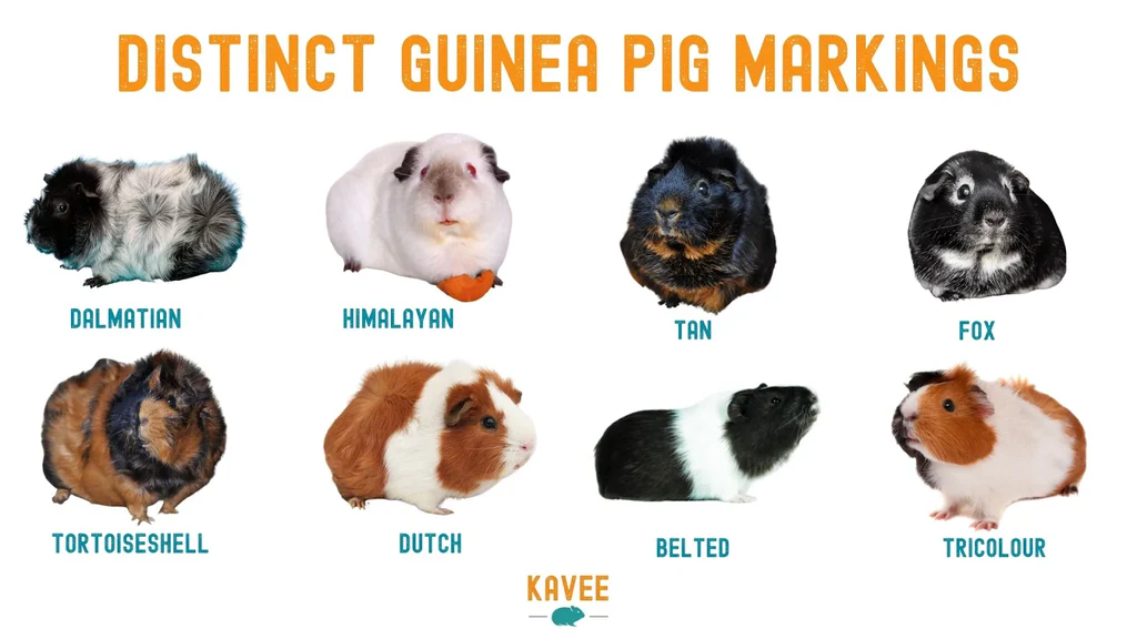 Guinea Pigs Have Unique Physical Characteristics