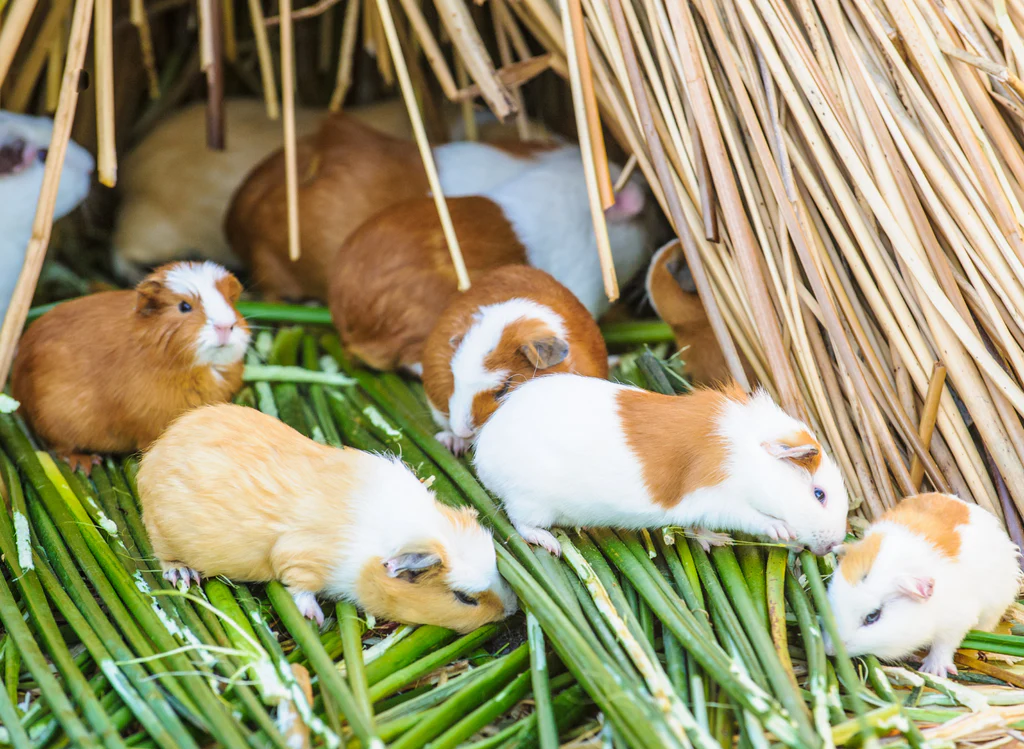 Guinea Pigs Have a Diverse History and Cultural Significance