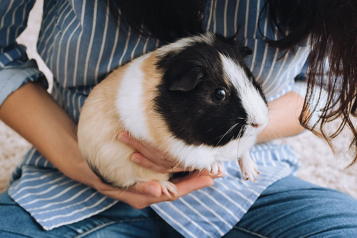 Guinea Pigs Have a Long Lifespan