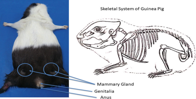 Guinea Pigs Have a Unique Reproductive System