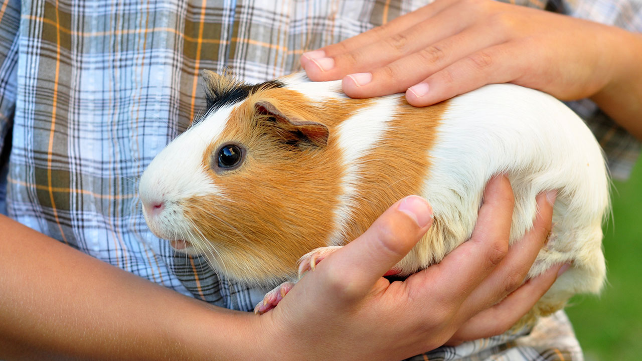 What Does It Mean When My Guinea Pig Squeaks?