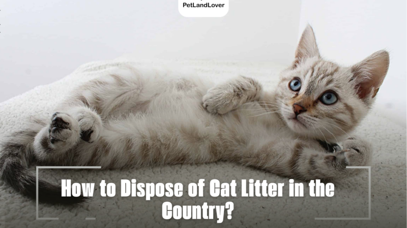 How to Dispose of Cat Litter in the Country?