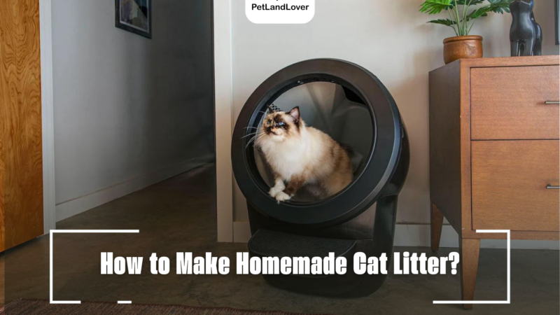 How to Make Homemade Cat Litter?