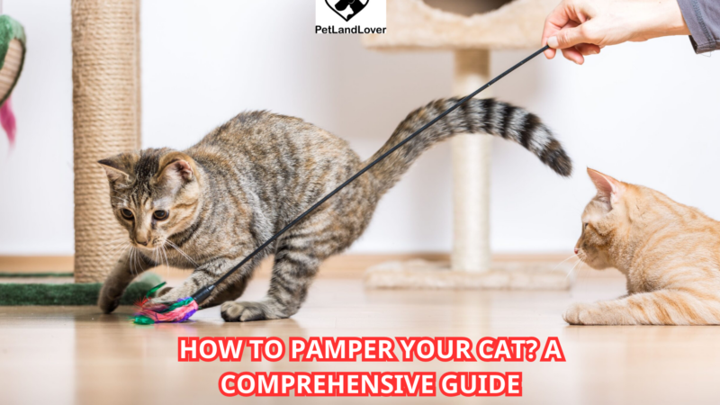 How to Pamper Your Cat? A Comprehensive Guide