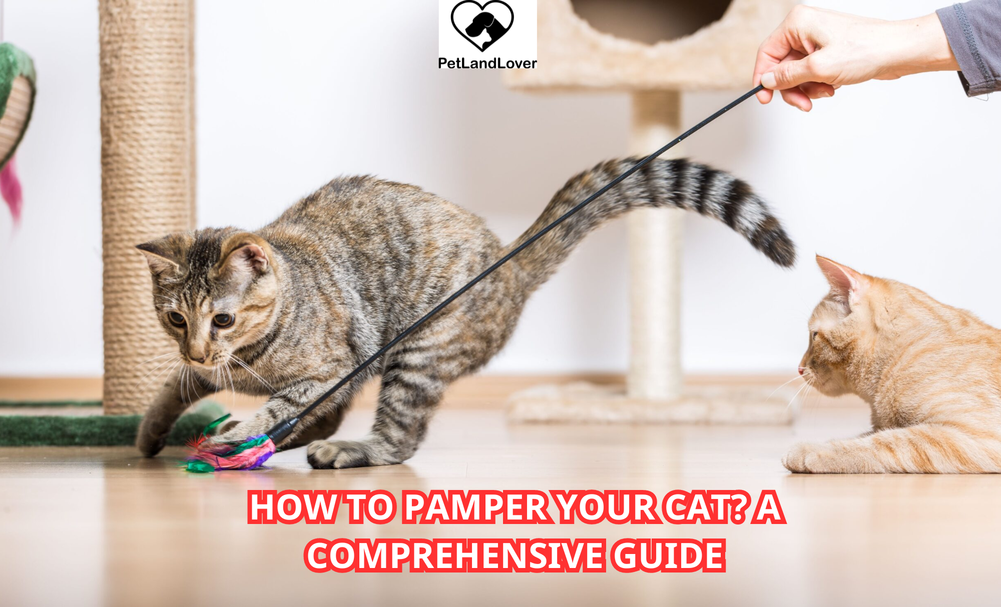 How to Pamper Your Cat? A Comprehensive Guide