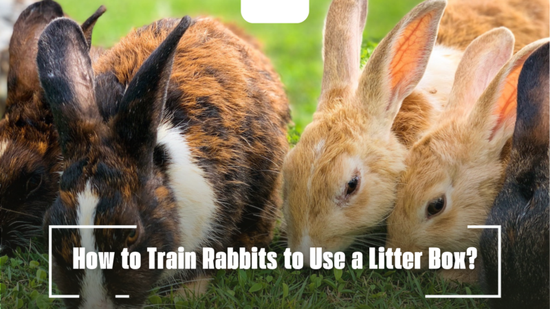 How to Train Rabbits to Use a Litter Box?