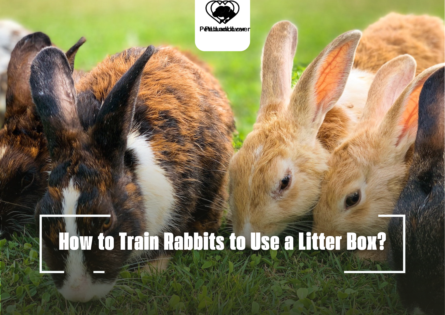 How to Train Rabbits to Use a Litter Box?