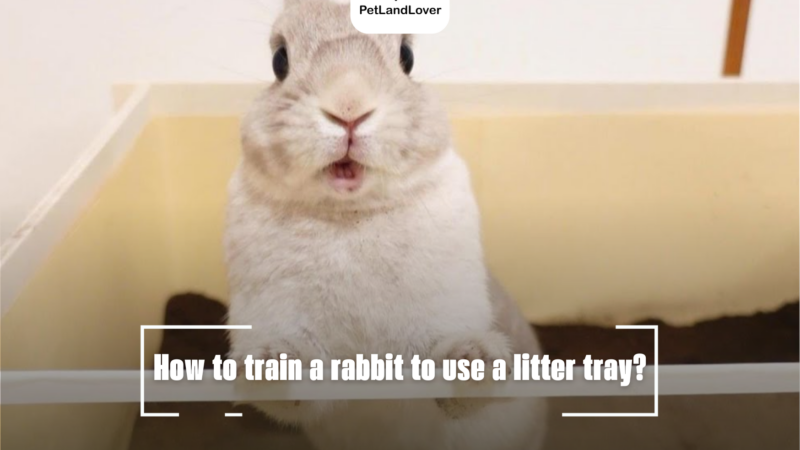 How to train a rabbit to use a litter tray?