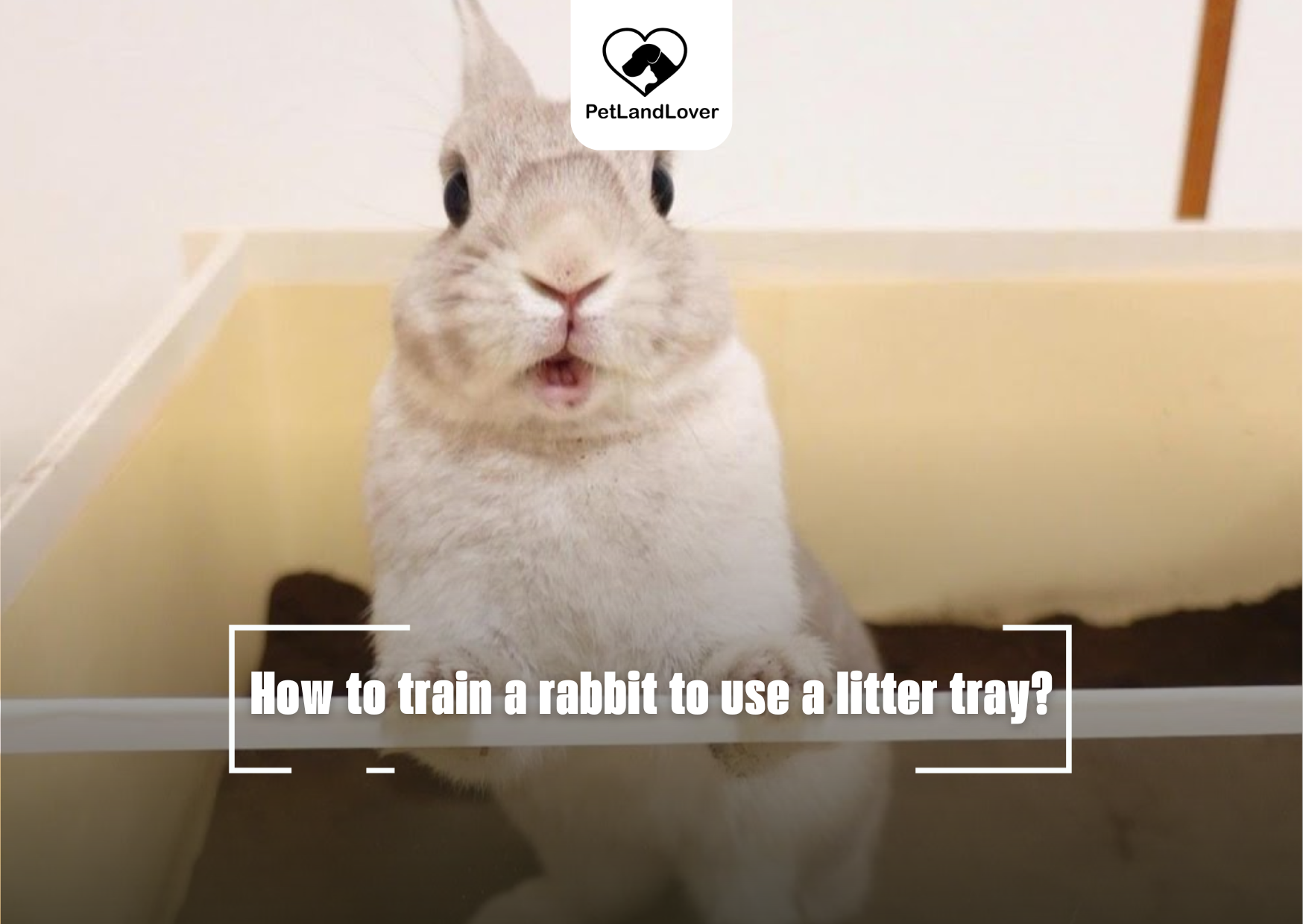 How to train a rabbit to use a litter tray?