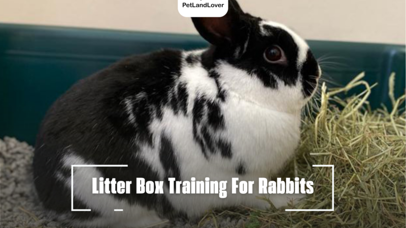 Litter Box Training For Rabbits