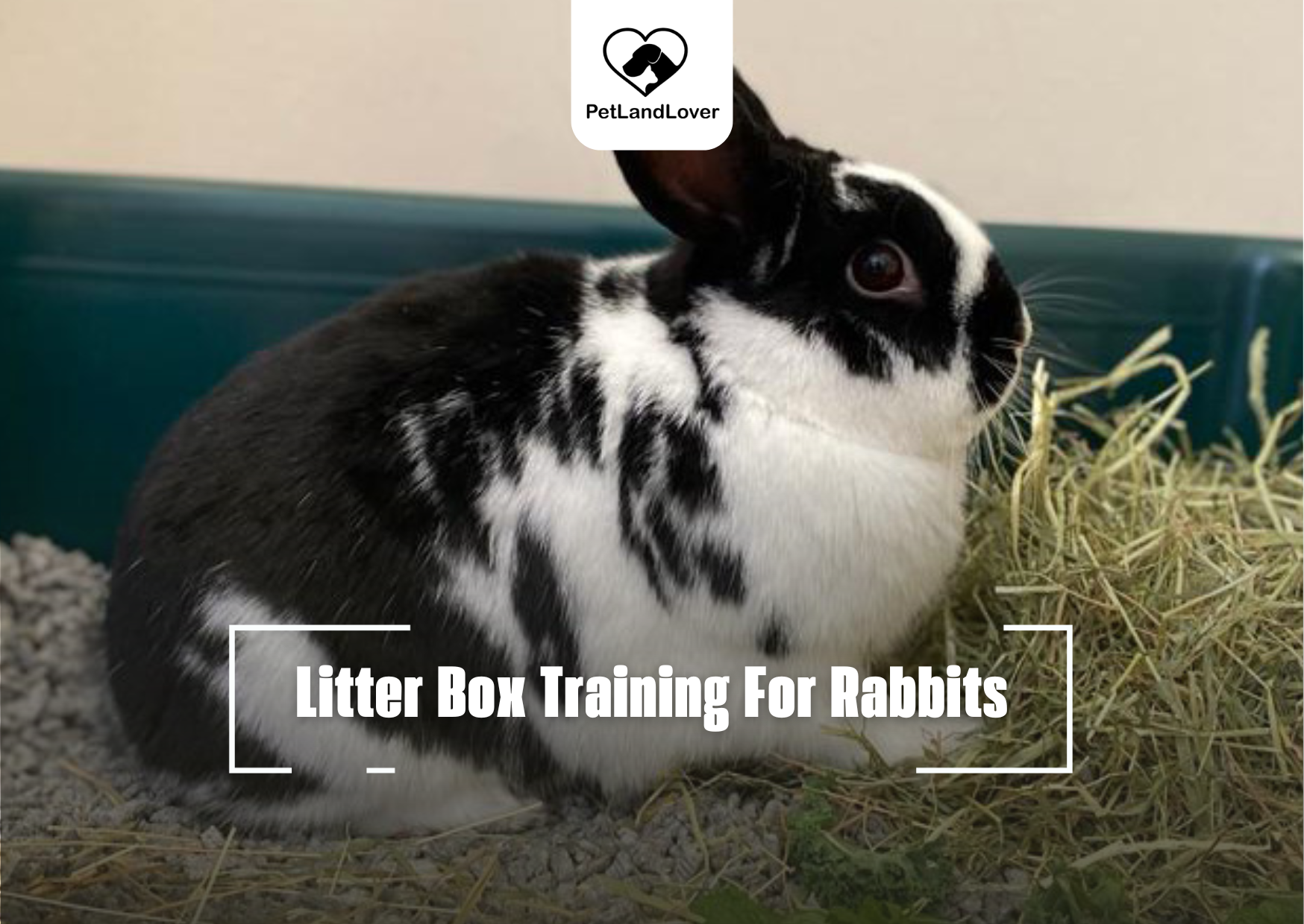 Litter Box Training For Rabbits