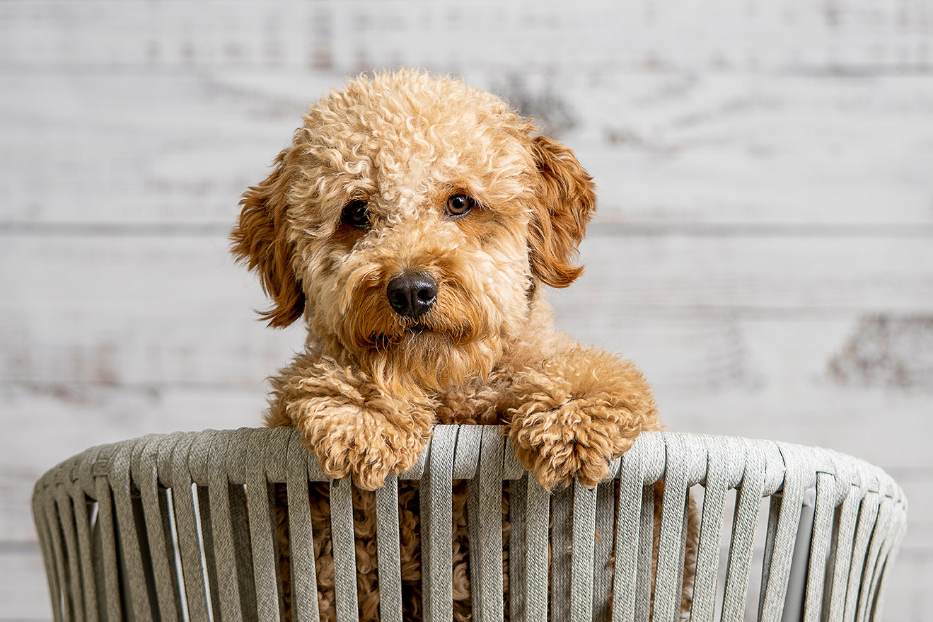 mini goldendoodle flat coat