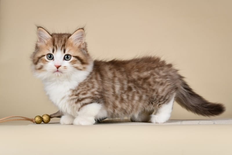 Munchkin cats