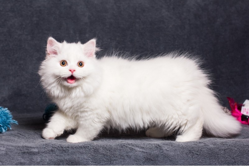 Munchkin cats