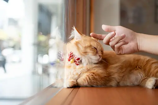 Munchkin cats