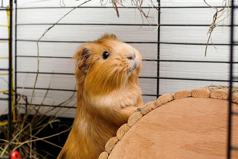 What Does It Mean When My Guinea Pig Squeaks?