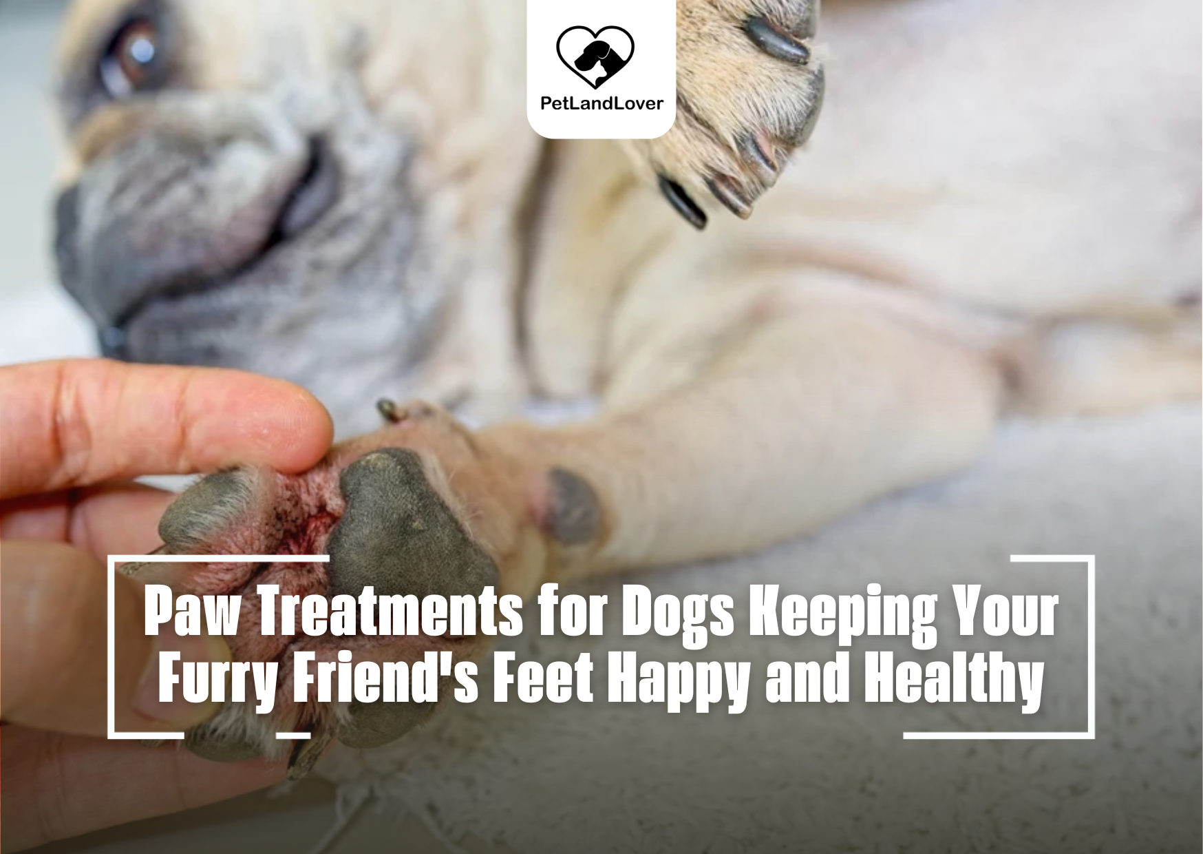 Paw Treatments for Dogs Keeping Your Furry Friend’s Feet Happy and Healthy