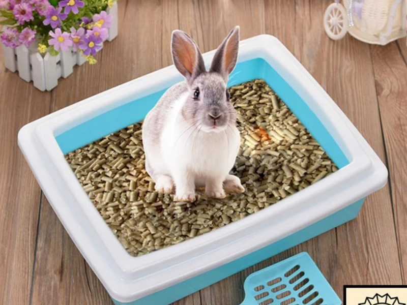 Litter Box Training For Rabbits