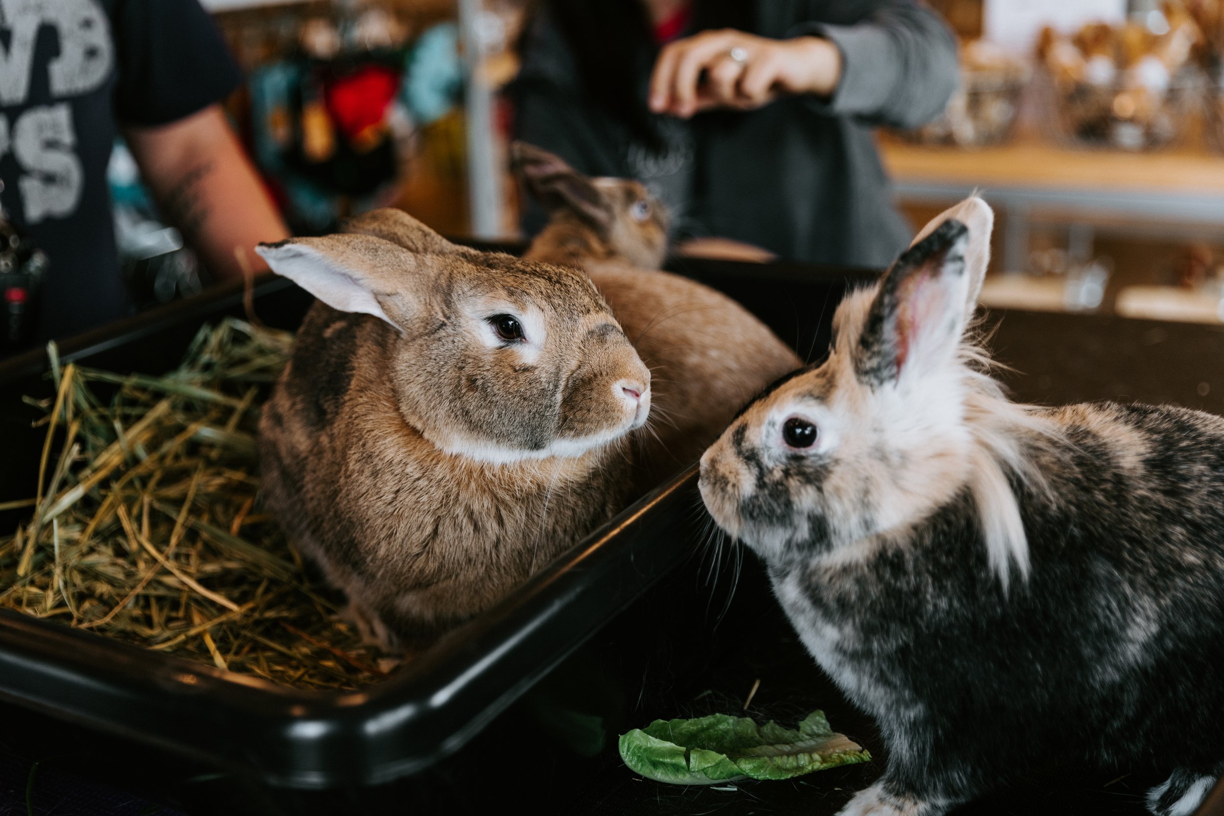 Transitioning to a Litter-Trained Rabbit