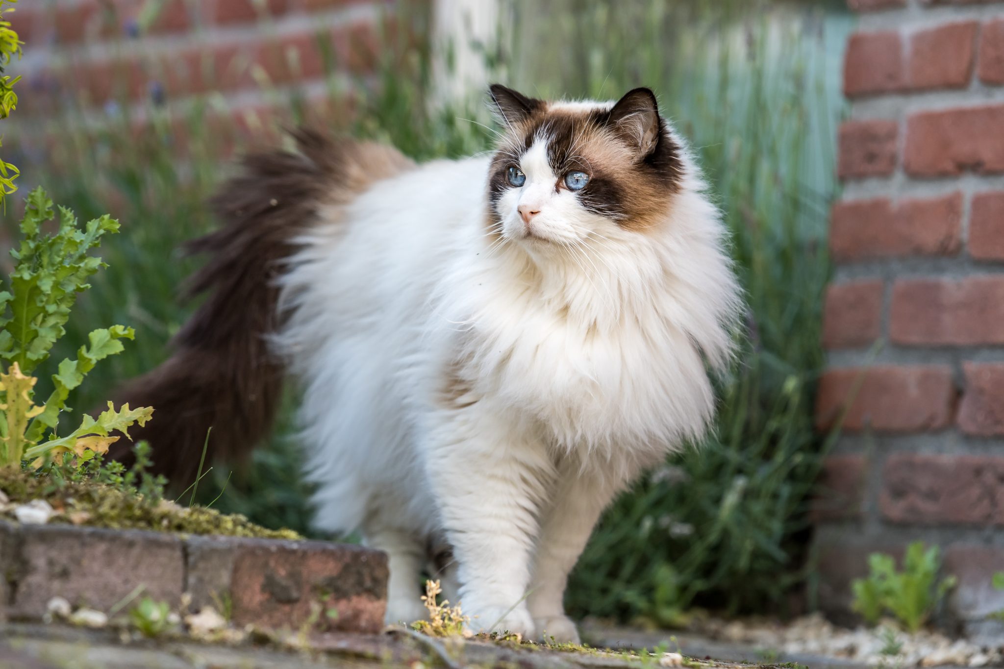 Characteristics of Ragdoll cats