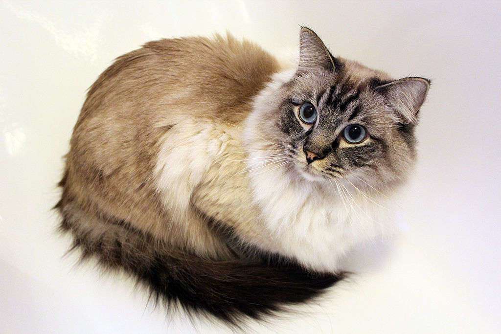 Ragdoll cat