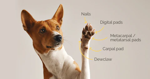 The Anatomy of Normal Dog Paw Pads