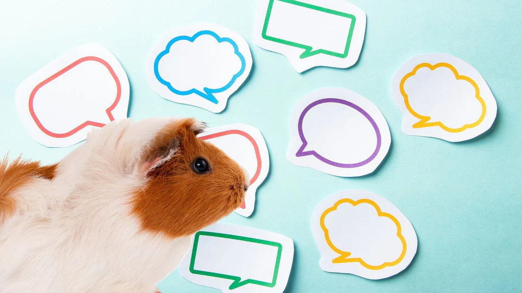 The Chutter – A Conversational Guinea Pig Sound