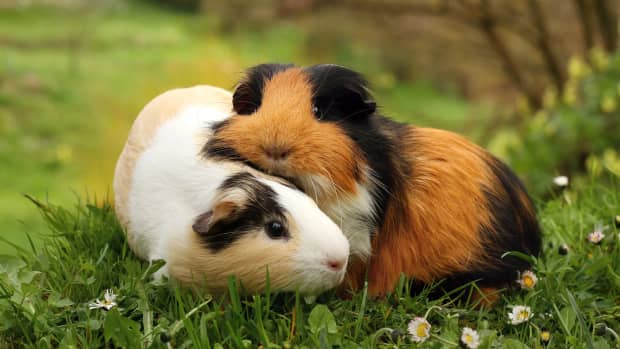 Understanding the "Wheek" – The Classic Guinea Pig Call