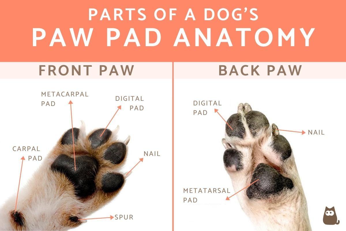 The Function of Normal Dog Paw Pads