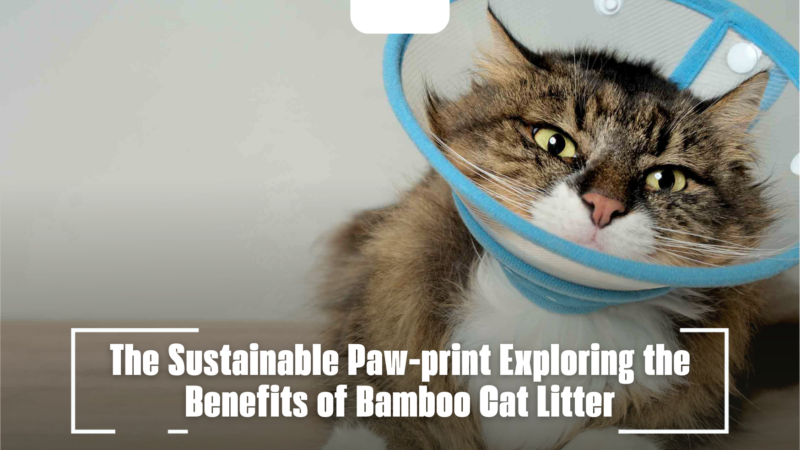 The Sustainable Paw-print Exploring the Benefits of Bamboo Cat Litter