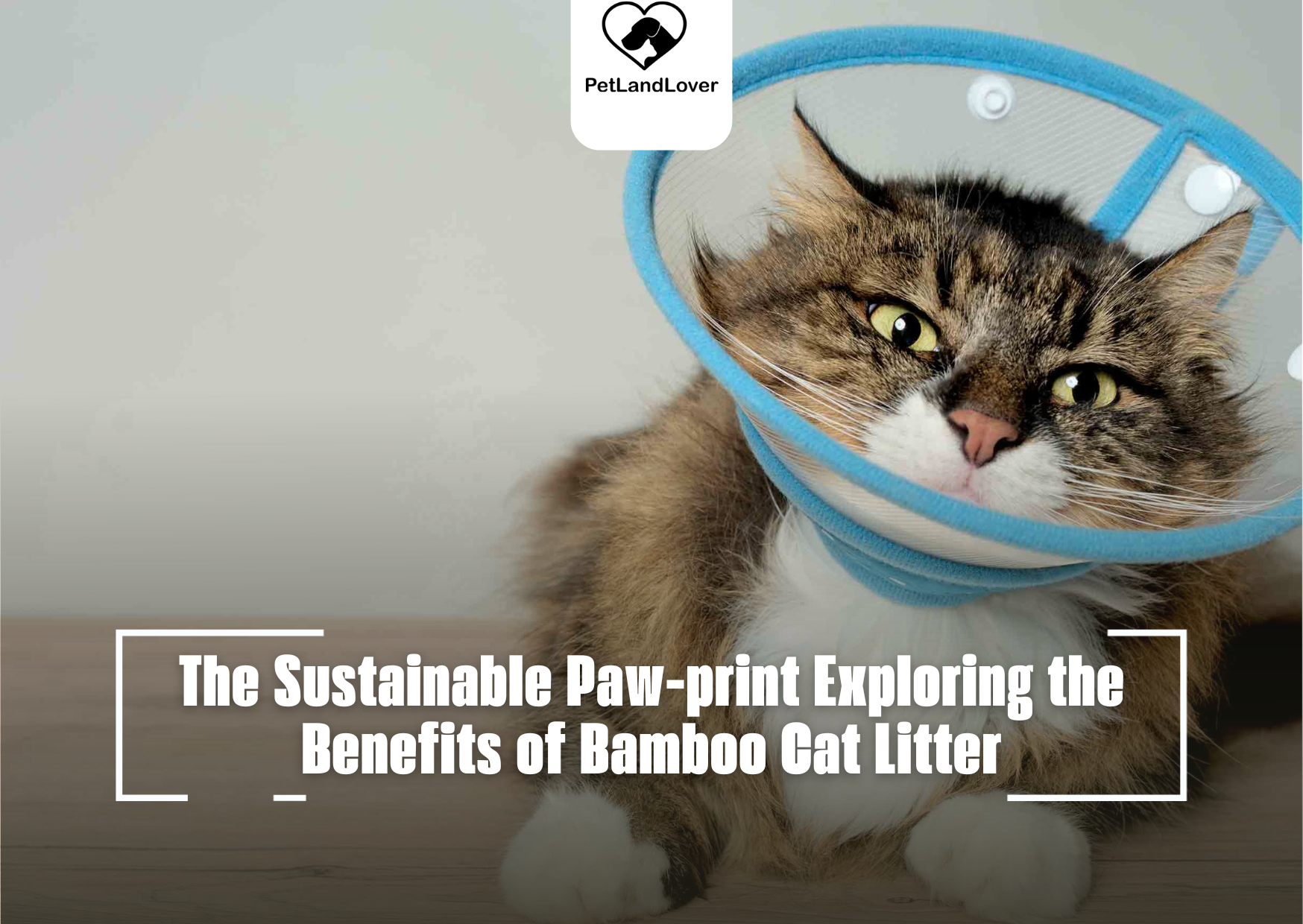 The Sustainable Paw-print Exploring the Benefits of Bamboo Cat Litter