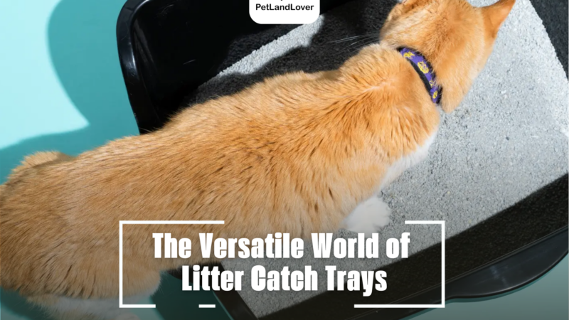 The Versatile World of Litter Catch Trays