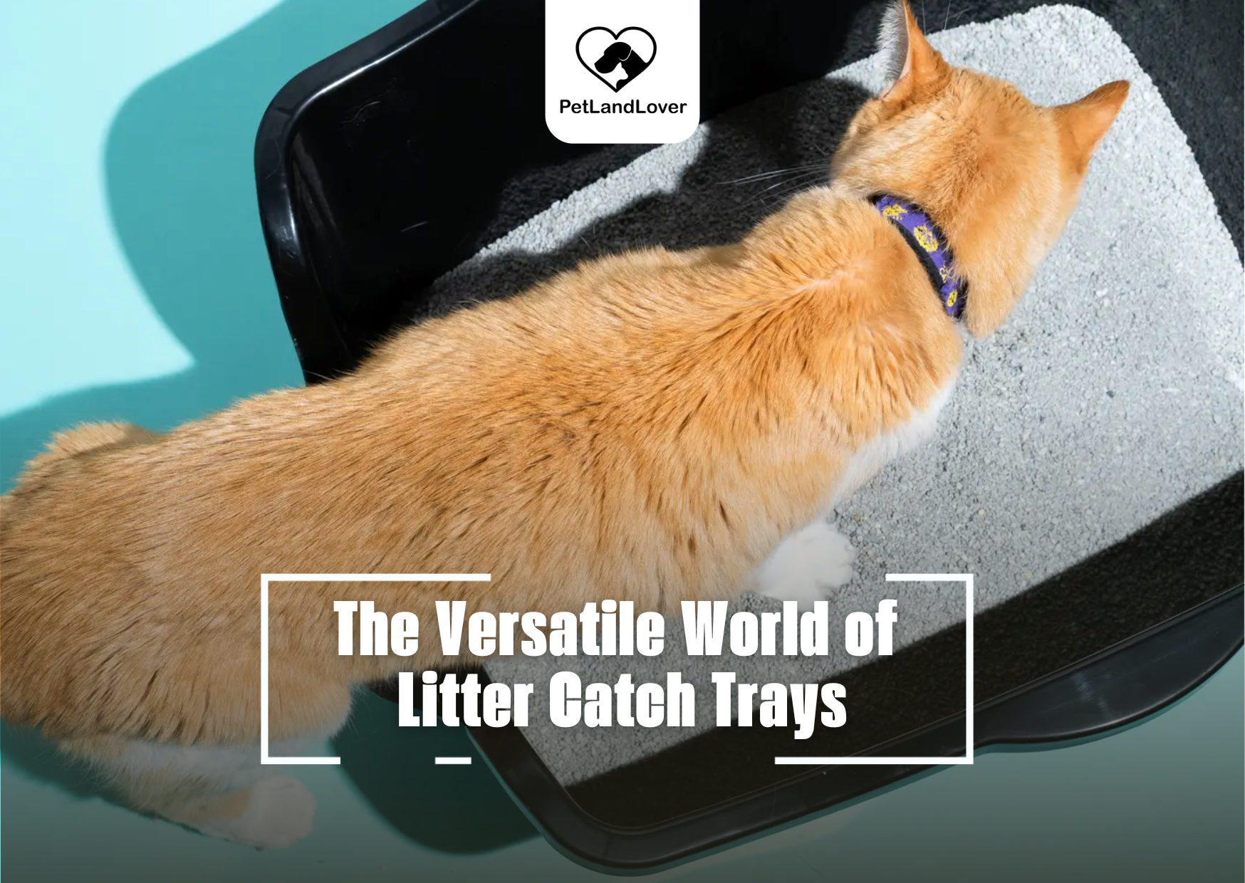 The Versatile World of Litter Catch Trays