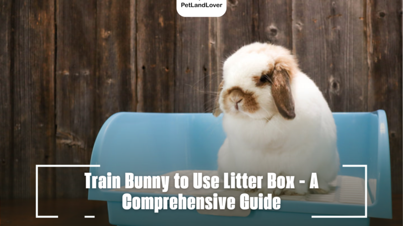 Train Bunny to Use Litter Box – A Comprehensive Guide