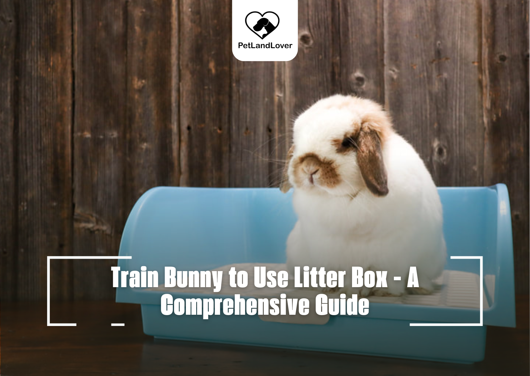 Train Bunny to Use Litter Box – A Comprehensive Guide