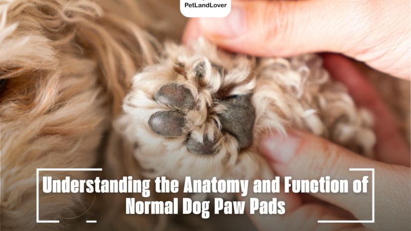 Normal Dog Paw Pads: Understanding the Anatomy and Function