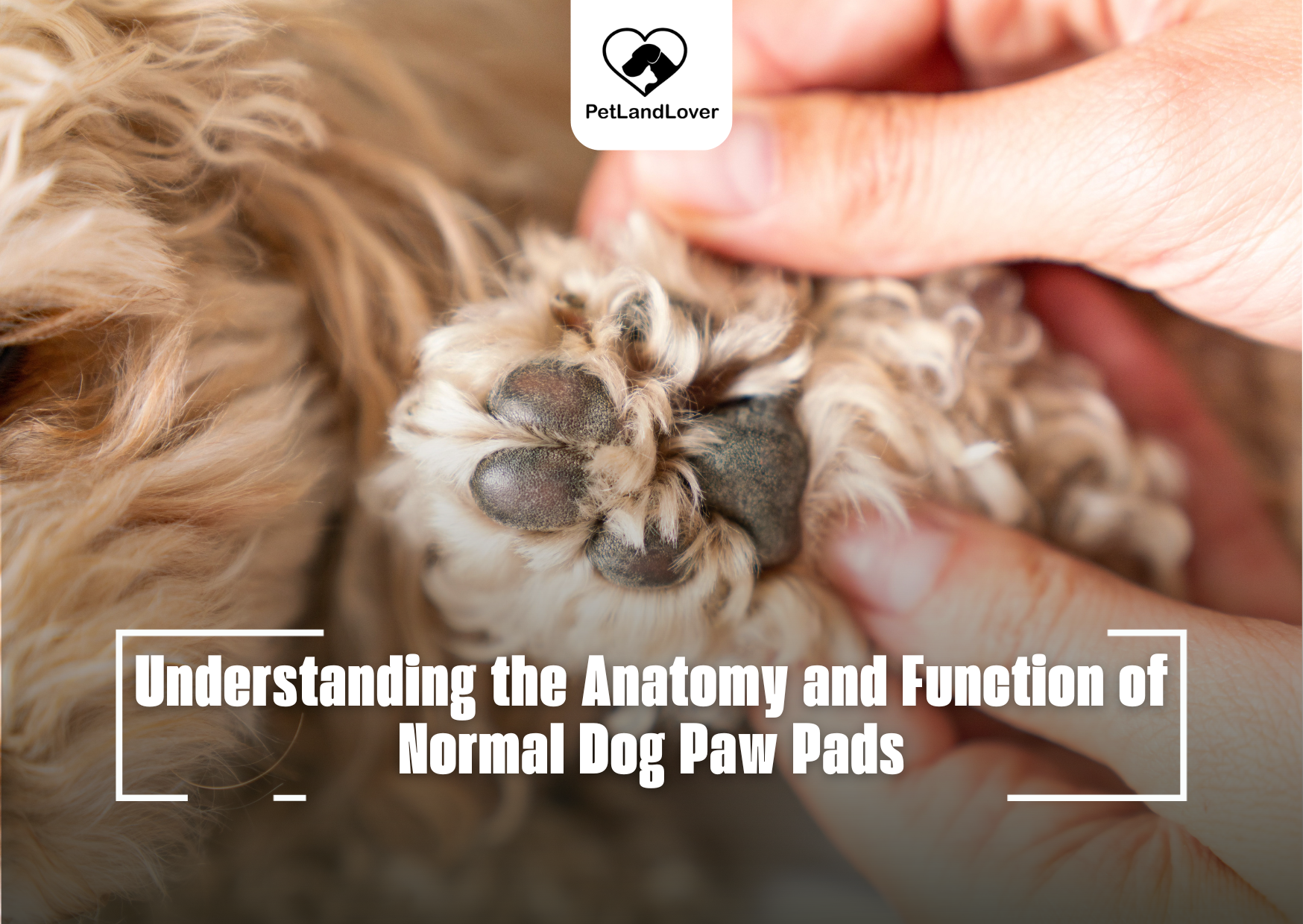 Normal Dog Paw Pads: Understanding the Anatomy and Function