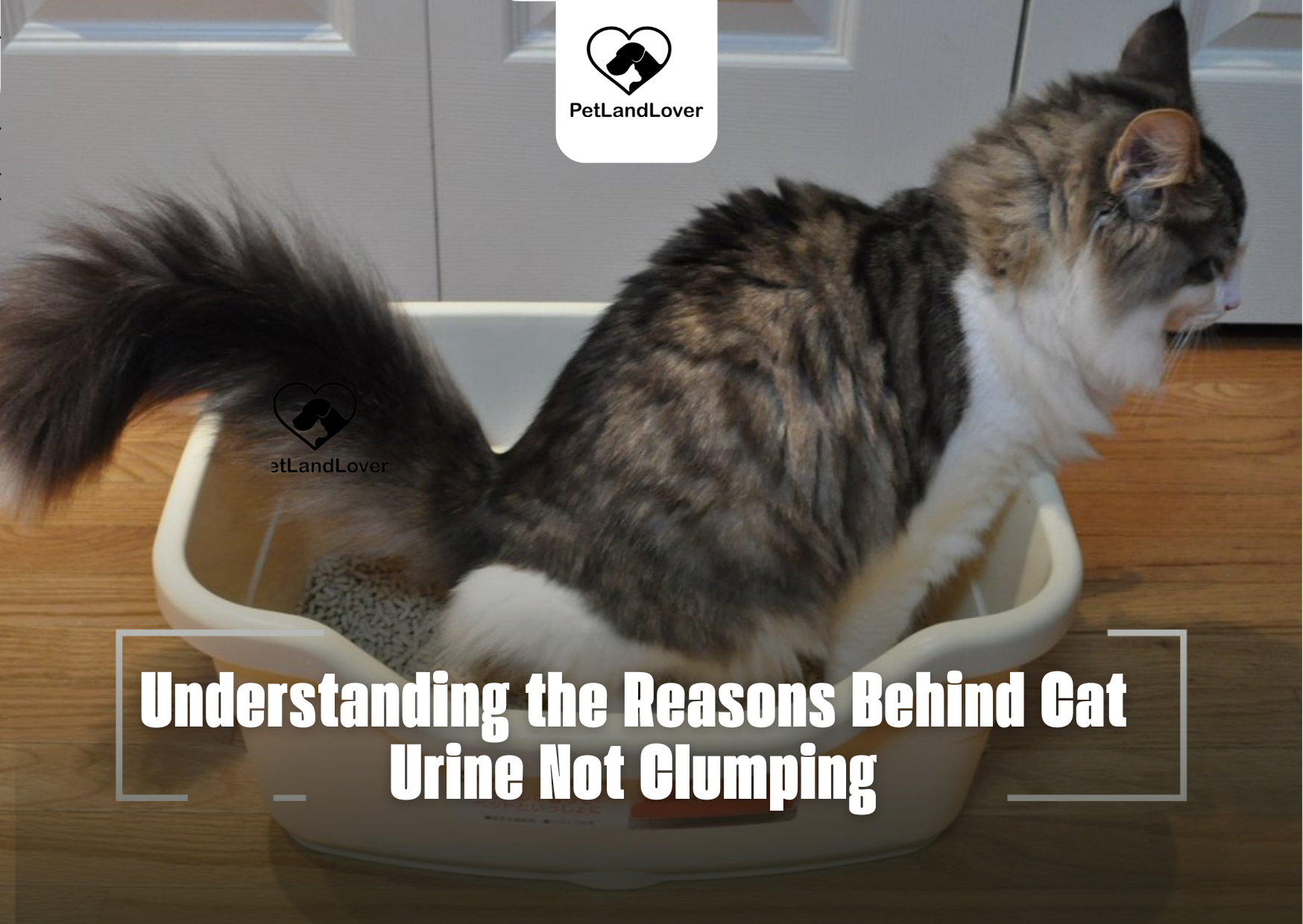 Cat Urine Not Clumping: Understanding the Reasons Behind