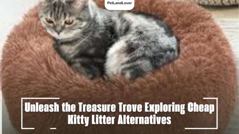 Unleash the Treasure Trove Exploring Cheap Kitty Litter Alternatives