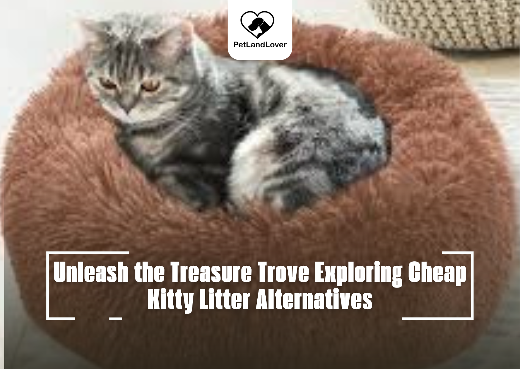 Unleash the Treasure Trove Exploring Cheap Kitty Litter Alternatives